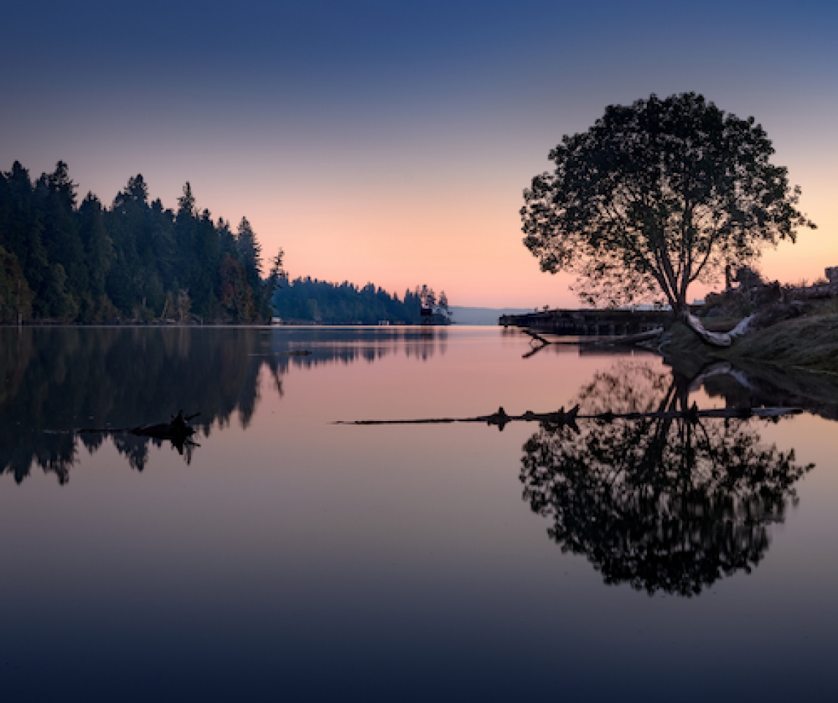 picture of tree reflected in lake