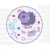 Unlabelled animal cell diagram