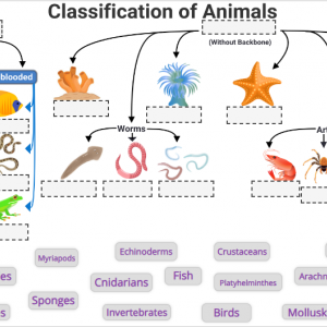 Image of interactive animal classification drag and drop exercise