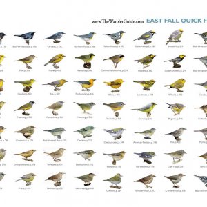 East Fall Warblers