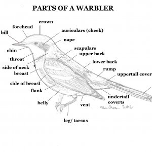 Parts of a warbler
