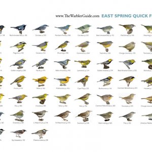 East spring warblers