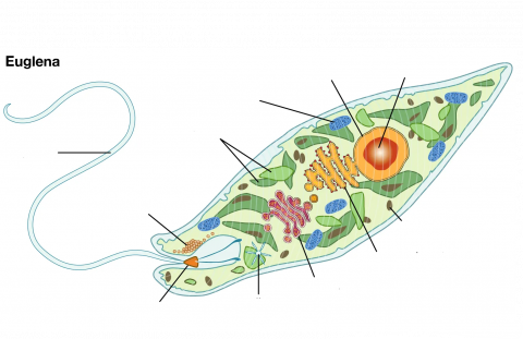 Euglena Drag & Drop | Learnful