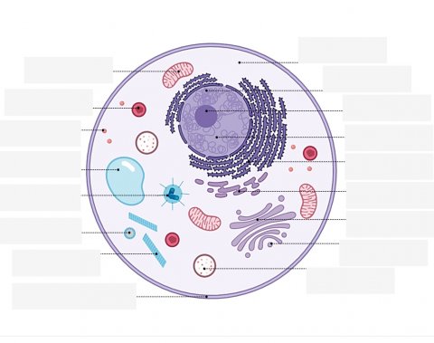 animal cell unlabeled