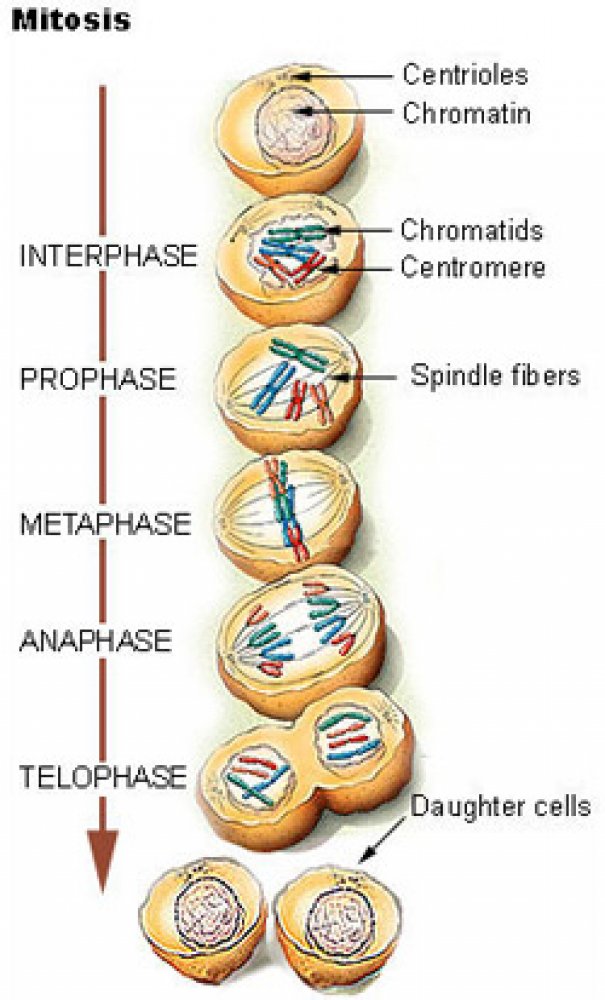 Diagram illustrating the process of mitosis