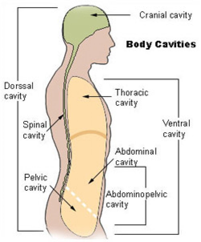 Illustration of the cavities of the human body