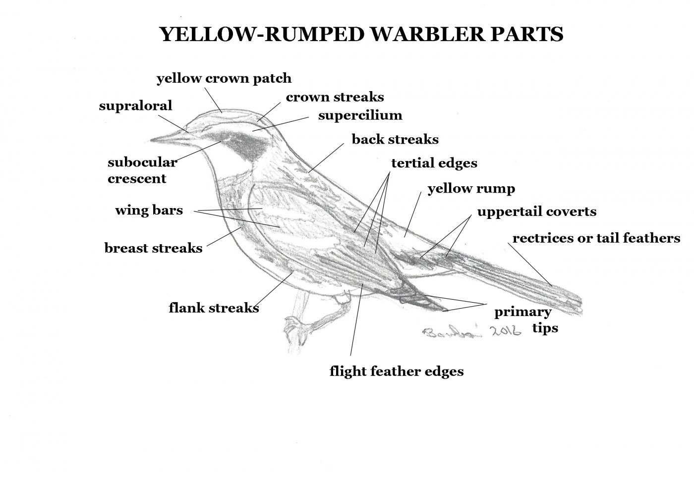 Yellow Rumped Warbler Parts