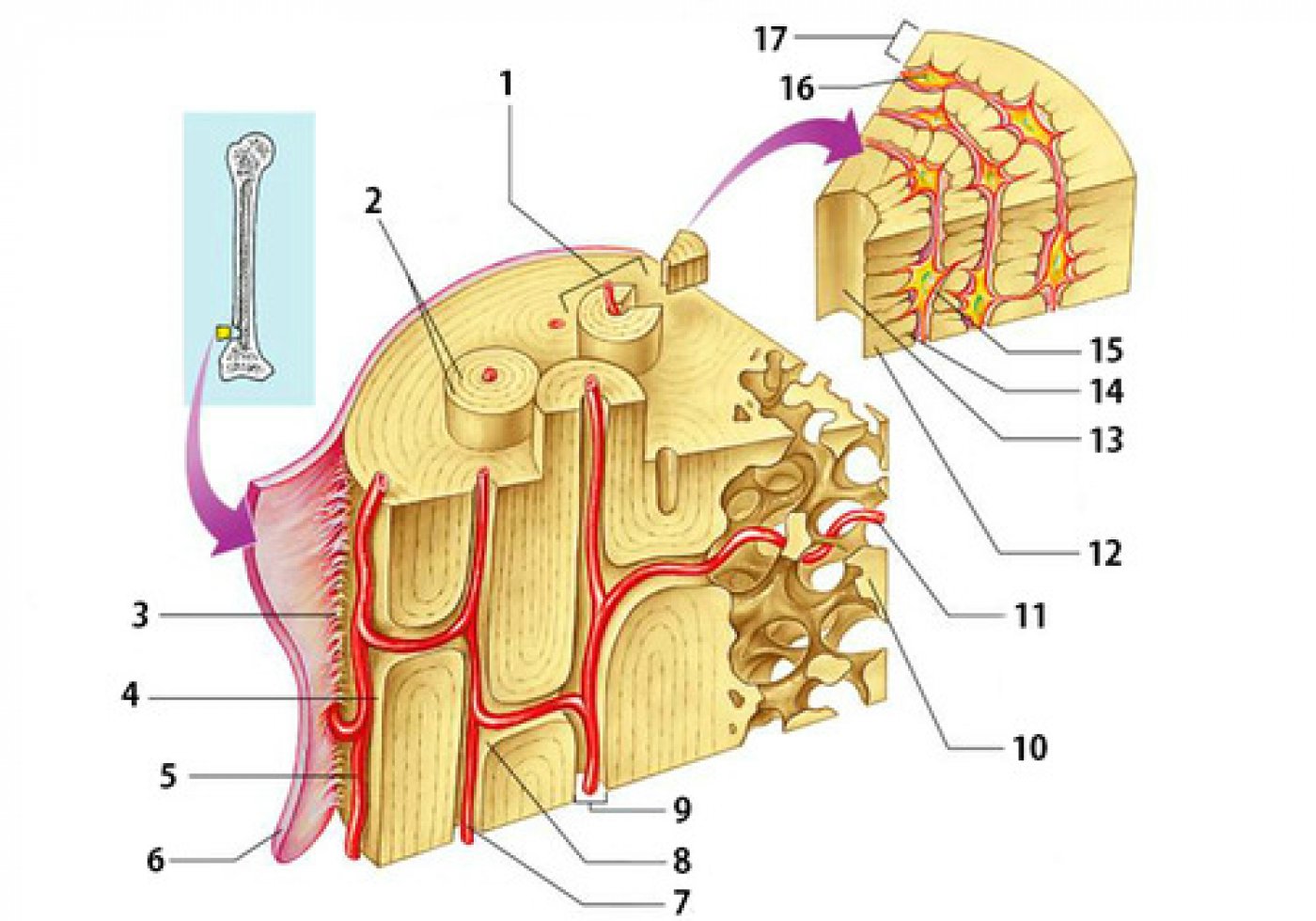 Bone